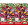 Germisem Climbing Semi di Mix di Fiori 10 g (Confezione da 2)
