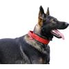 DINGO GEAR WWW.DINGOGEAR.COM 1977 DINGO GEAR Drago - Collare per cani in pelle, ammortizzato, con manico largo e resistente, fatto a mano, circonferenza del collo 40-48 cm, per allenamento e passeggiate, protezione da tiro,