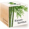 Feel Green Ecocube - bambù Gigante, Idea Regalo sostenibile (100% Eco Friendly), Grow Your Own/Set di Coltivazione, Piante nel Dado in Legno, Made in Austria