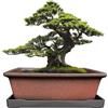 MUZHI Vaso decorativo in ceramica per bonsai, 21 cm, con vassoio, traspirante, non smaltato, rettangolare, in terracotta, per albero di piante grasse, cactus, per interni ed esterni, rosso marrone
