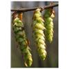 Herboplanet Msa Carpinus Betulus 50 Ml ml Gocce orali