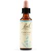 SCHWABE PHARMA SPEC Chicory Bach Orig 20 Ml