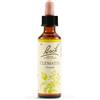 SCHWABE PHARMA ITALIA Srl Clematis Bach Orig 20 Ml