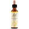 SCHWABE PHARMA ITALIA Srl Hornbeam Bach Orig 20 Ml