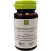 Oti Phyllanthus Niruri Estratto Secco Medicinale Omeopatico 60 Capsule