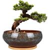 EPFamily, Vaso per bonsai in ceramica, 20 cm, smaltato, poco profondo, con foro di drenaggio e piattino in bambù, per piante da interno, marrone