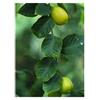 Herboplanet Tsa Citrus Limonum Gocce Orali 50 ml orali
