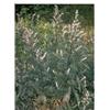 Herboplanet Srl Herboplanet Tsa Artemisia Vulgaris Gocce Orali 50 ml orali