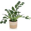 HJH Office Pianta Artificiale ZAMIE Altezza 50 cm Verde Deco Zamioculcas Piuma Fortunata Artificiale, 871008