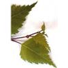Herboplanet Msa Betula Verrucosa 50 ml Gocce orali