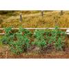 Faller 181259 - Set per Pomodoro Plants 18/Scenery And Accessories, Misura Piccola