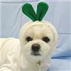Anjing Vestiti con cappuccio caldo autunno inverno cappotto cucciolo felpa con cappuccio t-shirt abbigliamento costume abbigliamento per cuccioli di piccola taglia ravanello bianco-S