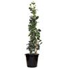 Generico Pianta di rincospermum jasminoides falso gelsomino rampicante h 150 cm vaso 17 cm AMDGarden FOTO REALE