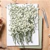 KAOHONG 130 Pezzi Gypsophila Essiccata Bianchi Fiori Secchi per Decorazioni Mini Fiori Bianchi di Gypsophila Secchi in Vera Natura per l'artigianato Artistico di Resina, Nozze Decorazioni