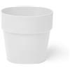 Erba Coprivaso dubai cm 16x15 latte