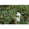 Generico Pianta di Gelsomino siciliano (Jasminum grandiflorum), vaso 16 Cm - Arbusto rampicante