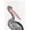 Maxwell & Williams Marini Ferlazzo Birds Strofinaccio da Cucina in Cotone Stampato con Pellicano Australiano, Colore Nero / Bianco, 50 x 70 cm