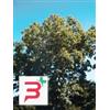 HERBOPLANET SRL MSA FRAXINUS EXCELSIOR 50 ML