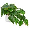 Hollyone Piante artificiali in vasi di ceramica, finte piante decorative in vaso di giada pothos, piante realistiche da interni per decorazioni per la casa, cucina, decorazioni per ufficio