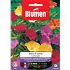 Blumen bella di notte in miscuglio