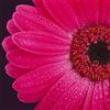 Pintdecor Quadro GERBERA G1110 PINTDECOR