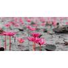 Pintdecor Quadro CAMPO DI NINFEE G2260 PINTDECOR