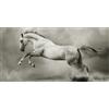 Pintdecor Quadro CAVALLO IMBIZZARRITO G2008 PINTDECOR