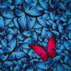Pintdecor Quadro FARFALLA MAGENTA G2088 PINTDECOR