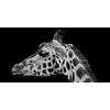 Pintdecor Quadro MUSO DI GIRAFFA G2012 PINTDECOR