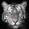 Pintdecor Quadro TIGRE G2020 PINTDECOR