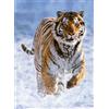 Ravensburger 12000148 - Tigre sulla neve - puzzle 500 pezzi - puzzle adulti e ragazzi da 12 anni,