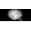 SLAMP VELI PARETE/SOFFITTO53 PRISMA