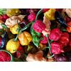 Assopepper di Massimo Utro 50 SEMI DI PEPERONCINO DELLE 5 VARIETA' PIU' PICCANTI AL MONDO CON CAROLINA REAPER moruga scorpion sepia serpent jay's scorpion e borg