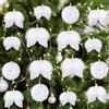 UXORSN 16 Pezzi Decorazioni Natalizie Bianche Angelo Piuma Bianca Pendant Ornamenti Fantasia Artigianato Fai-da-Te Ali D'angelo di Natale Matrimoni Festival Decorazioni da Appendere