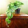 Leaf Piante artificiali da ufficio, da scrivania, realistiche