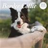 Magnet & Steel Calendario deluxe 2025 Border Collie
