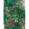 acquaverde Semi Fragola Rampicante a Frutto Rosso Giardino Orto