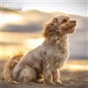 Magnet & Steel Cavapoo - Calendario tradizionale 2025