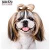 Magnet & Steel Calendario moderno Shih Tzu 2025