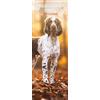 Magnet & Steel Calendario sottile 2025 inglese Springer Spaniel