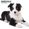 Magnet & Steel Calendario moderno 2025 Border Collie