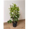 MondoPiante Albero di Limone variegato a spalliera Vaso 17cm