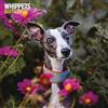Magnet & Steel Calendario tradizionale 2025 Whippets