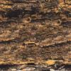 Bertoni S.r.l. Carta Plasmata Corteccia Sughero 30x30 per Presepe