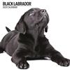 Magnet & Steel Calendario moderno 2025 Labrador nero