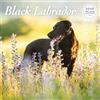 Magnet & Steel Calendario deluxe 2025 Labrador nero