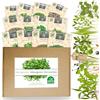 Nojaus Sėklos Nojus Microgreen set di semi - 12 Confezioni Semi di Verdure - Kit di Semi di Piante Varie - Semi da Giardino Piante Semi Biologici - Semi Microverdi Verdura Box 12 Varietà - Seed Box - Semi