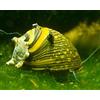 Garnelen Mix di Lumache, Colorato, per Acquario, Antialghe