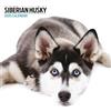 Magnet & Steel Calendario moderno 2025 Siberian Husky