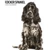 Magnet & Steel Calendario moderno 2025 Cocker Spaniel